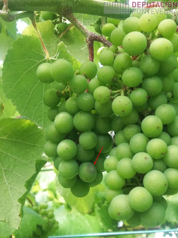 Aparece oidio acios viñas sensibles Aparece oidio acios viñas sensibles