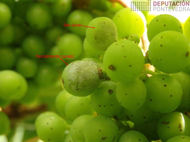 Grans con oidio parcialmente curado e sen curar Grans con oidio parcialmente curado e sen curar