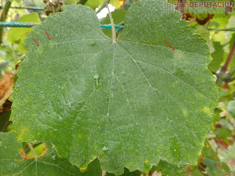 Pode incrementarse tamén o oídio Pode incrementarse tamén o oídio