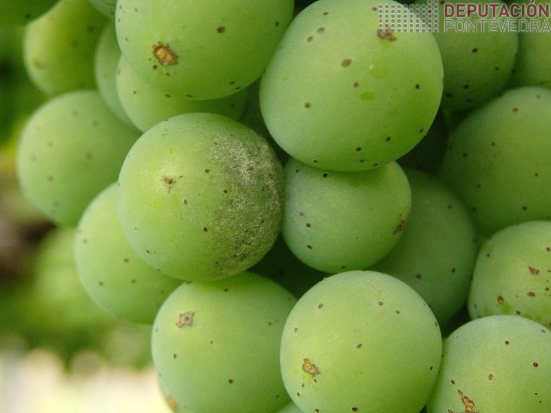 Hai pequenos puntos de oidio nalgunhas viñas Hai pequenos puntos de oidio nalgunhas viñas