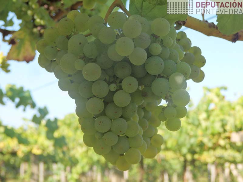 Nalgunha viña esporadica algun acio albariño comeza pintado Nalgunha viña esporadica algun acio albariño comeza pintado