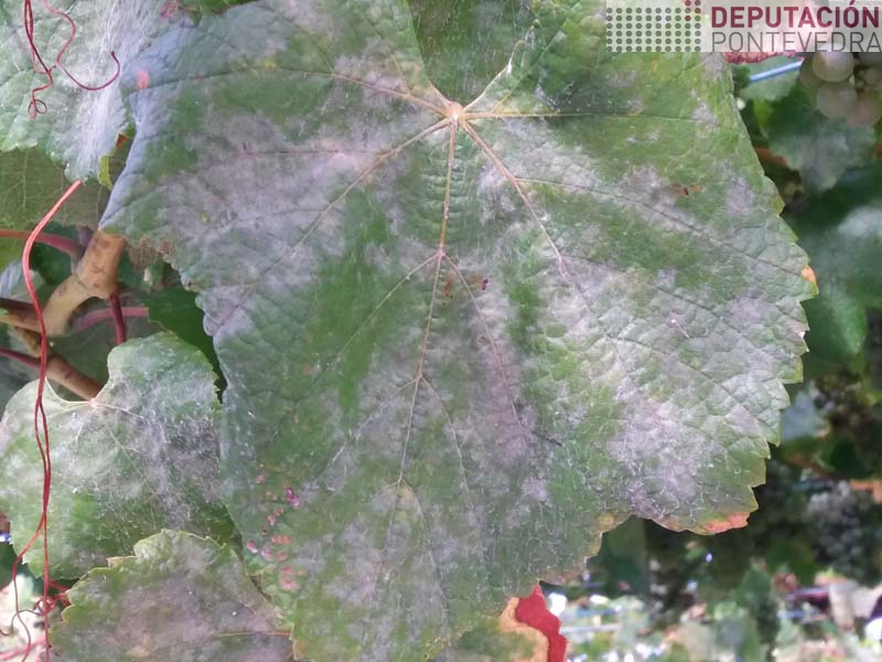 Folla cuberta oidio en gromo non tratado Folla cuberta oidio en gromo non tratado