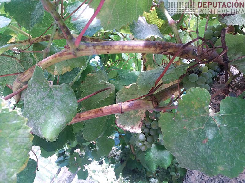 Sintomas oidio en pampo de gromo non tratado Sintomas oidio en pampo de gromo non tratado