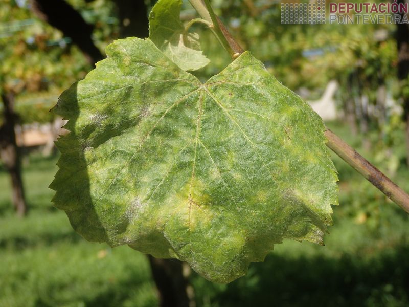 Novos síntomas de oídio en gromos terminais Novos síntomas de oídio en gromos terminais