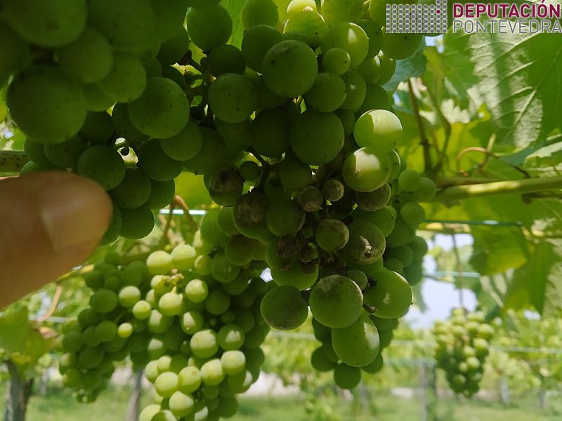 20220713_Micelio oídio en albariño