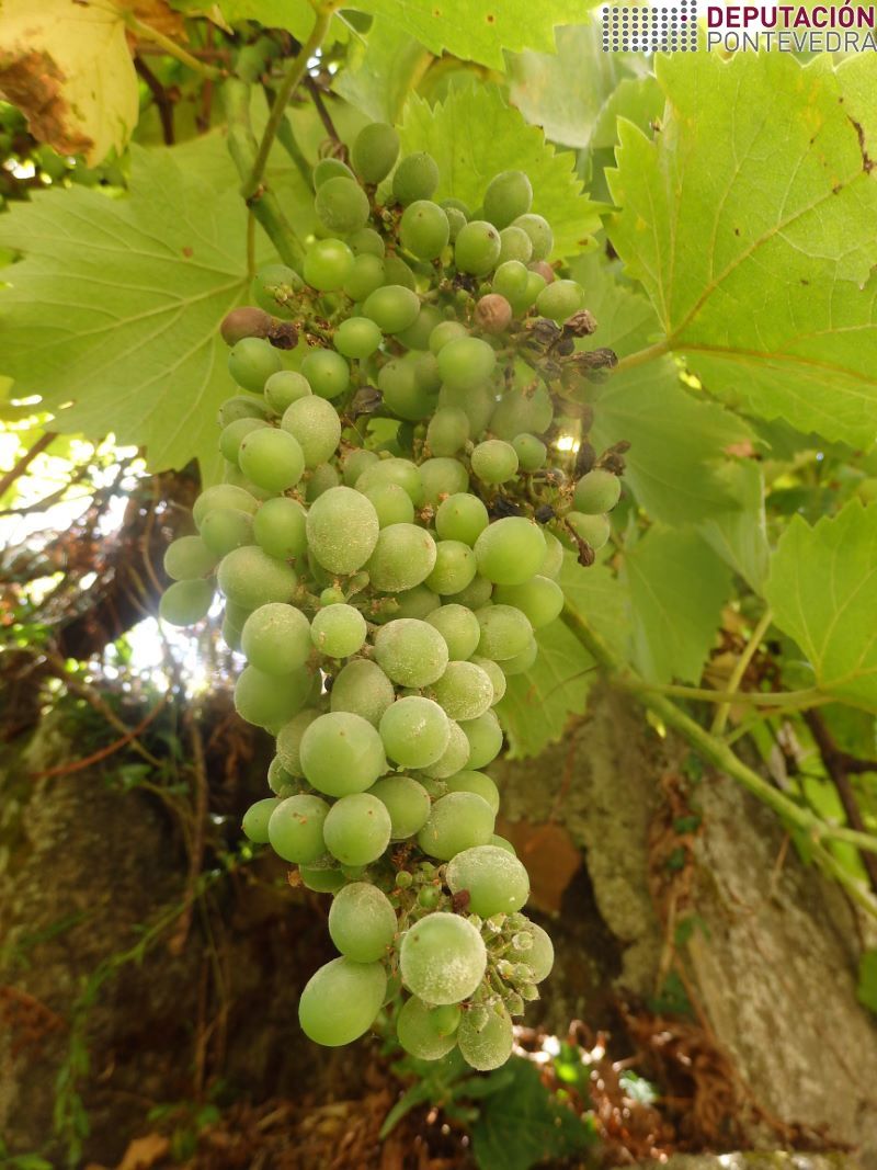 Acio de planta sen tratar cuberto de oidio