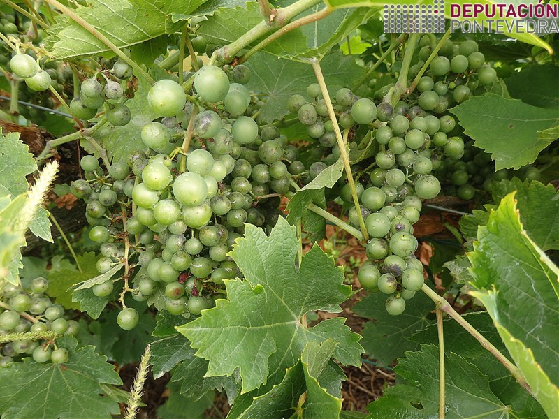 Aspecto de acios variedade tinta oidio Aspecto de acios variedade tinta oidio