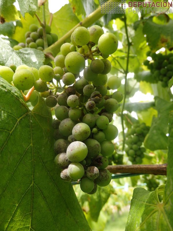 Aspecto acio afectado oidio Aspecto acio afectado oidio