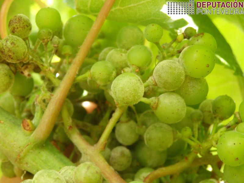 Grans de albariño con oidio