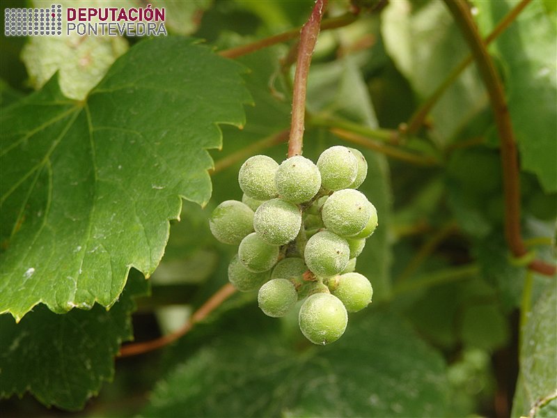 Oidio en rebusco supón contaminación