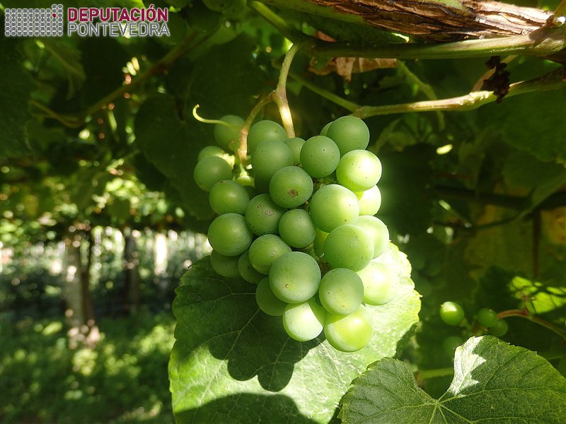 Rebusco limpo de oidio en viña con bo control