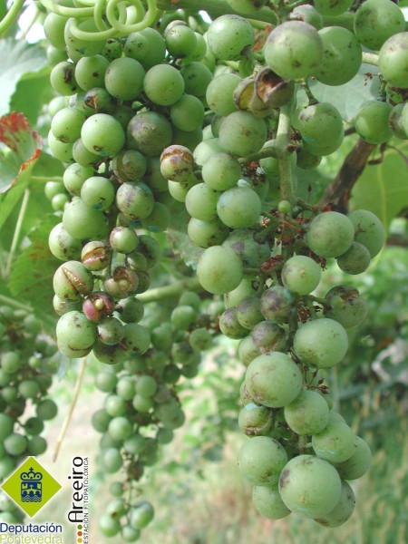Uncinula necator - Uvas agretadas en plantas control