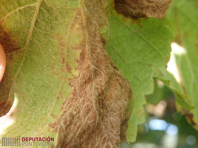 Mancha antiga sen frutificación