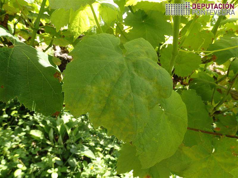 20200609_Abundantes manchas novas folla tenra abandonada 20200609_Abundantes manchas novas folla tenra abandonada