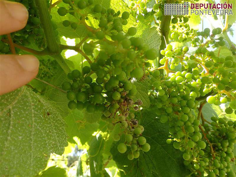 20200609_Avance mildio en parte de acio 20200609_Avance mildio en parte de acio