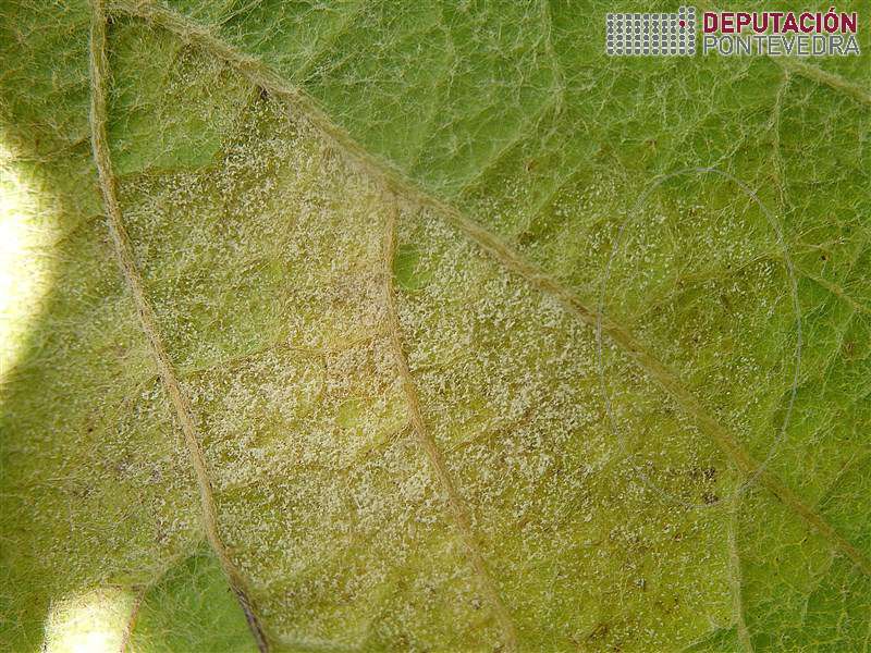 20200609_Lixeira frutificacion avance mancha 20200609_Lixeira frutificacion avance mancha