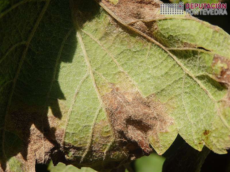 20200609_Mancha mildio aparerntemente curada 20200609_Mancha mildio aparerntemente curada