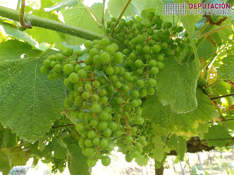 20200609_Varias viñas con puntos de frutificacion nalguns acios 2 20200609_Varias viñas con puntos de frutificacion nalguns acios 2