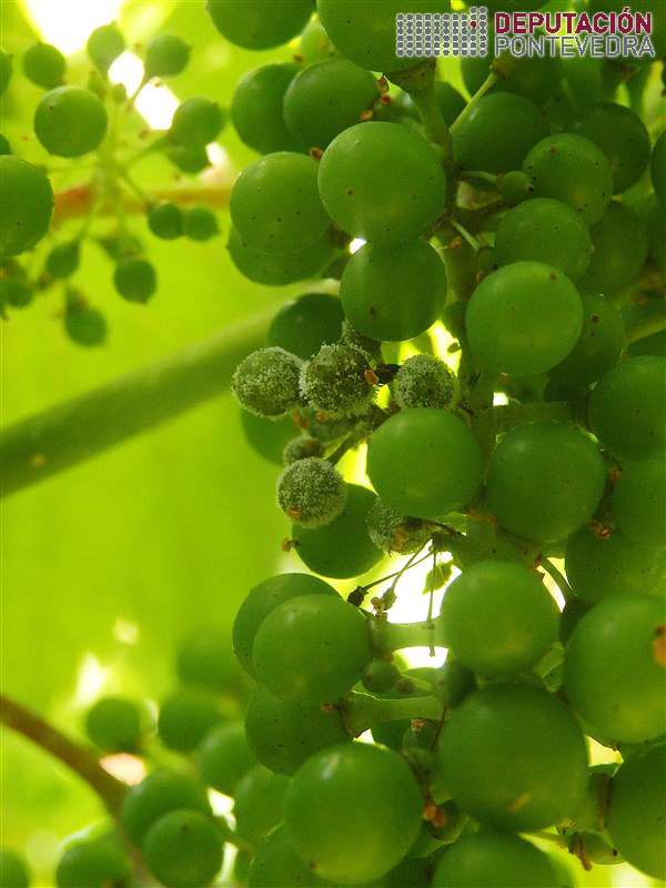 200609_Varias viñas con puntos de frutificación nalgúns acios 200609_Varias viñas con puntos de frutificación nalgúns acios