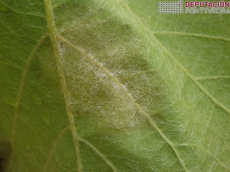 20200616_Algunhas manchas novas esporulación