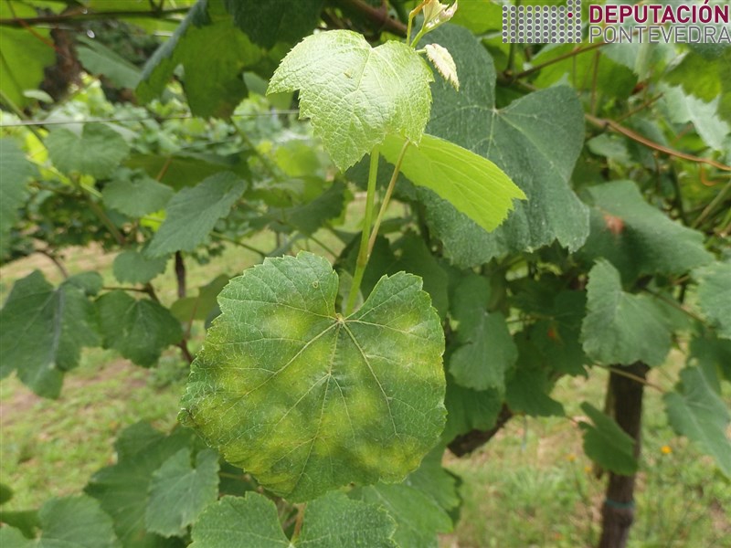 20200616_Gromos novos algunhas viñas moitas manchas
