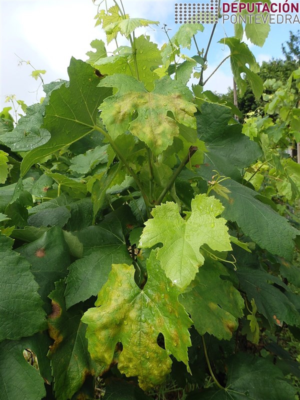 20200616_Nalgunha viña moita mancha crecemento non protexido