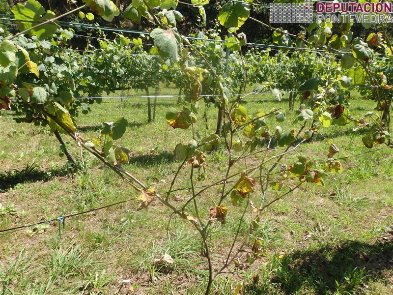 20200623_Evolucion perda follas en planta testemuña