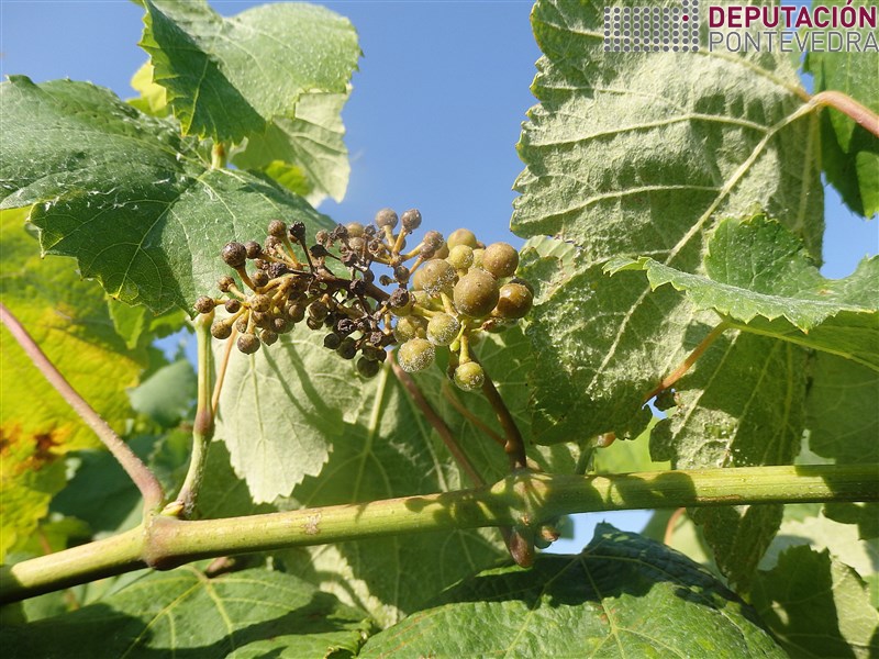 20200623_Mesmo acios soleados mildio en viñas moi afectadas