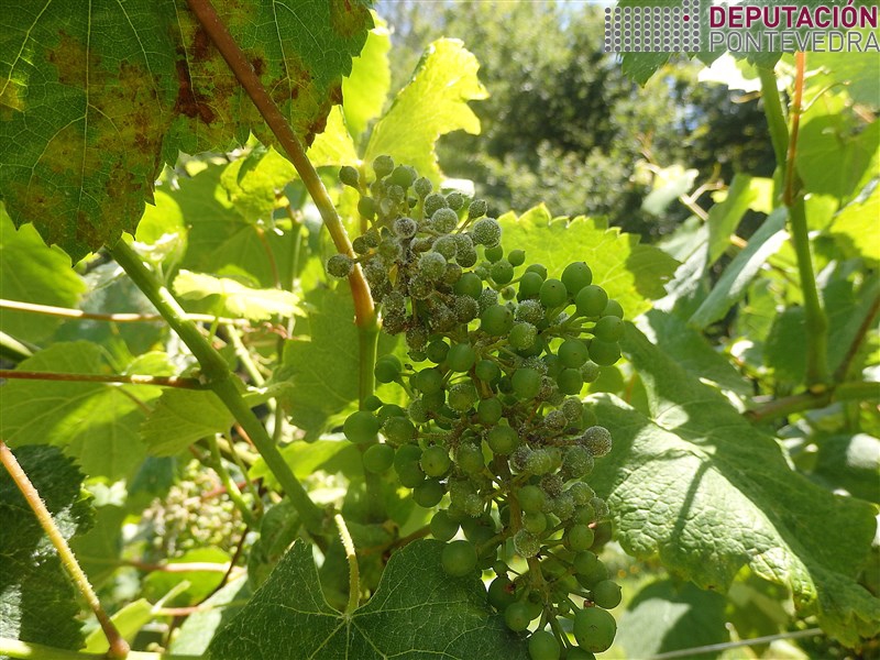 20200623_Viñas protexidas mesmo con acios mildio