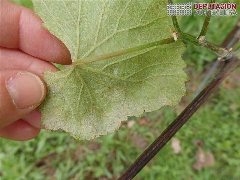 Frutificacion en folla tenra planta testemuña Frutificacion en folla tenra planta testemuña