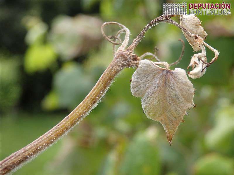 Gromo novo testemuña destruido por mildio Gromo novo testemuña destruido por mildio