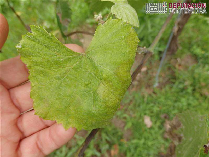 Manchas novas en folla tenra planta testemuña Manchas novas en folla tenra planta testemuña