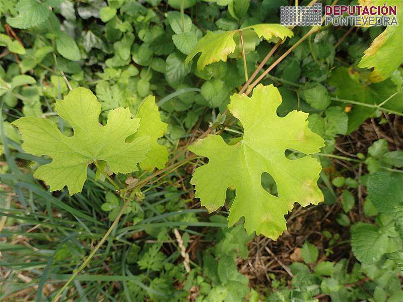 Manchas novas planta abandoada Manchas novas planta abandoada