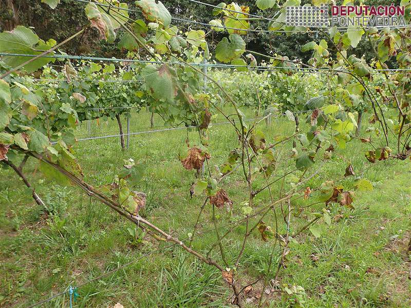 Vista parcial planta testemuña e plantas tratadas detras Vista parcial planta testemuña e plantas tratadas detras