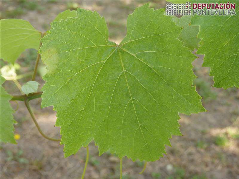 20200708_Mancha nova crecemento non protexido 20200708_Mancha nova crecemento non protexido