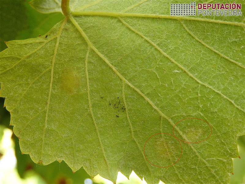 20200708_Manchas novas lixeiramente frutificadas 20200708_Manchas novas lixeiramente frutificadas