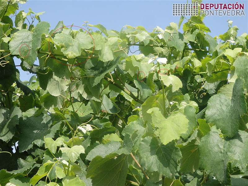 20200708_Manchas recentes viña moita vexetacion 20200708_Manchas recentes viña moita vexetacion