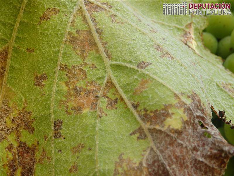 20200708_Sintomas mildio ben controlados en xeral 20200708_Sintomas mildio ben controlados en xeral