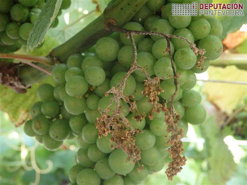 20200708_So restos de acios atacados sen frutificacion mildio 20200708_So restos de acios atacados sen frutificacion mildio