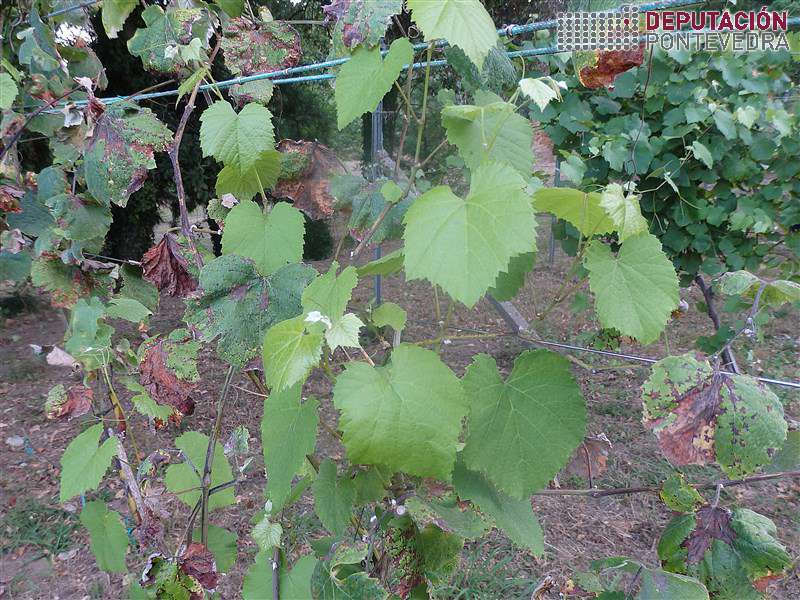 20200721_Ata en testemuña gromos sen mildio 20200721_Ata en testemuña gromos sen mildio