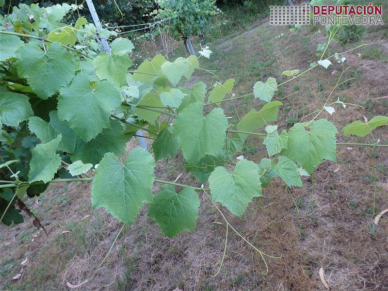 20200721_Gromos sen protexer tamén libres de mildio 20200721_Gromos sen protexer tamén libres de mildio