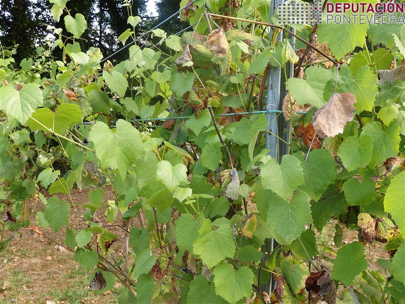 20200729_Gromos plantas testemuña continuan sen manchas 20200729_Gromos plantas testemuña continuan sen manchas