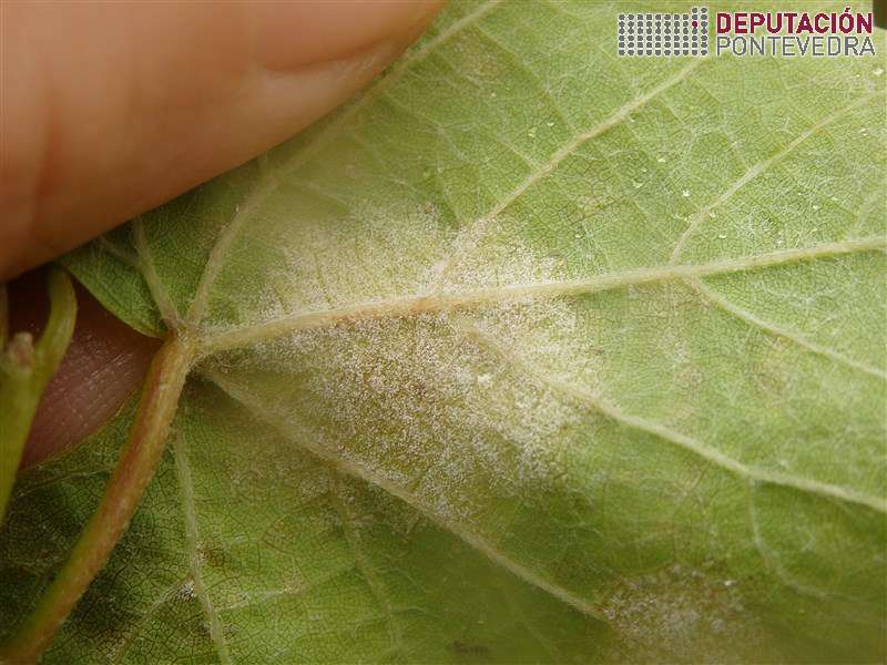 20200812_Algunhas manchas ben frutificadas 20200812_Algunhas manchas ben frutificadas