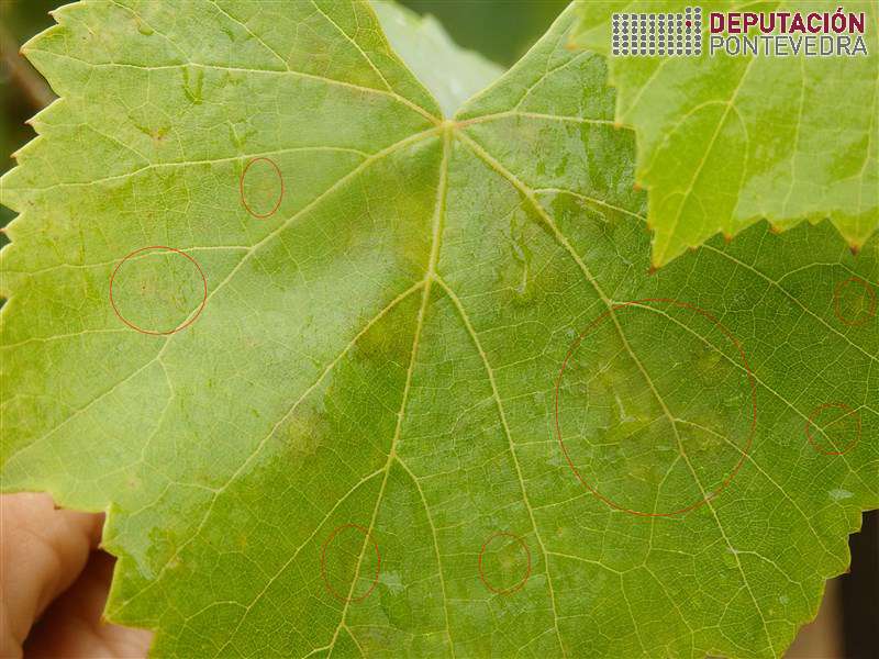 20200812_Algunhas manchas novas apenas saindo 20200812_Algunhas manchas novas apenas saindo