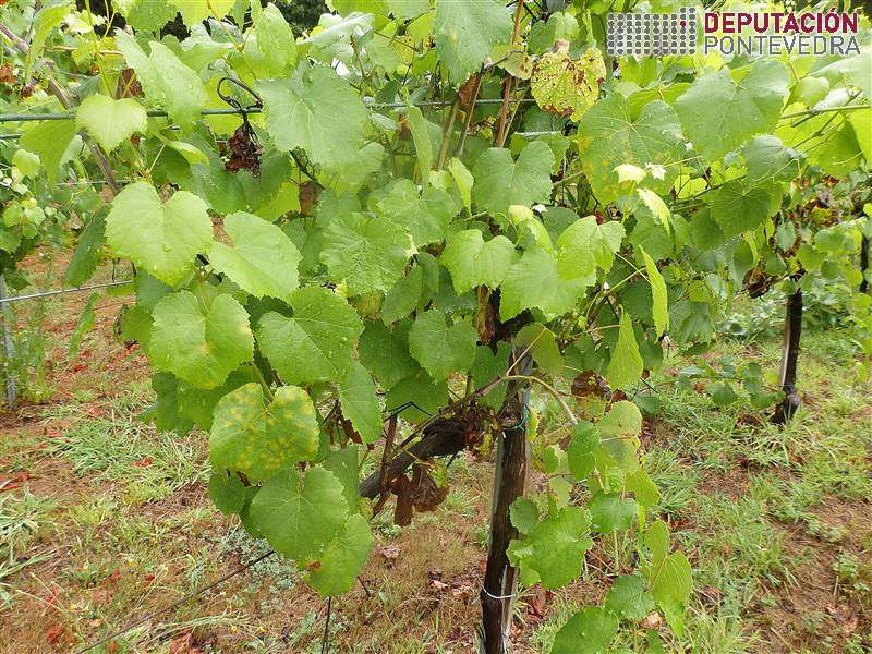 20200812_Gromos testemuña sas desde xullo pero agora manchas 20200812_Gromos testemuña sas desde xullo pero agora manchas