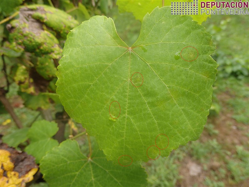 20200818_Manchas mildio incipìentes en folla albariño