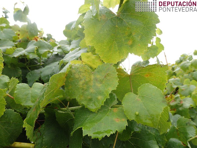 20200818_Manchas novas en gromo terminal