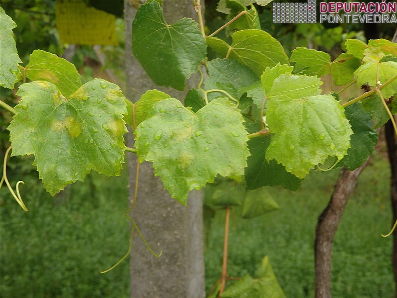 20200818_Mildio en follas crecementos pero non en pampo