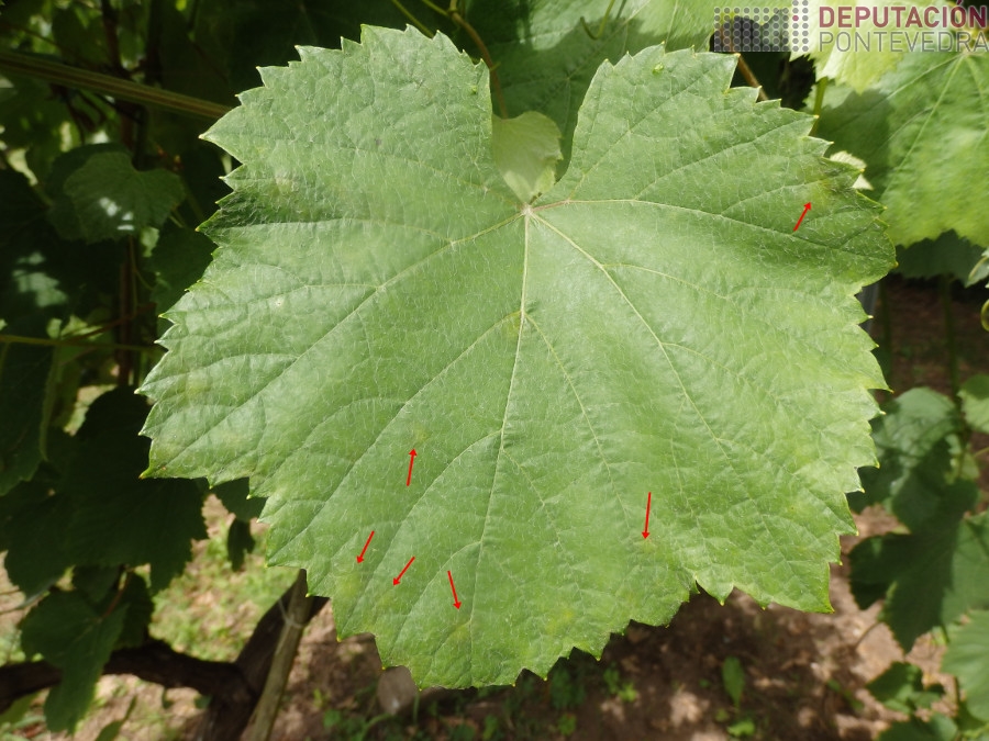 Sinaladas algunhas das manchas que están a saír Sinaladas algunhas das manchas que están a saír