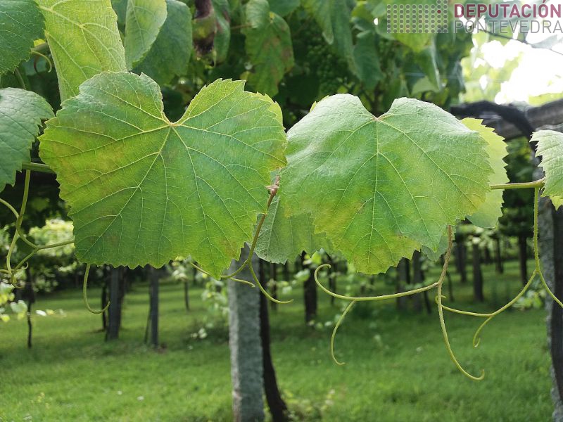 Aparición manchas novas crecementos Aparición manchas novas crecementos
